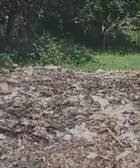 Usai Viral, Tumpukan Sampah yang Resahkan Warga Patemon Jember Akhirnya Diangkut 4 tumpukan sampah patemon jember akhirnya dibersihkan