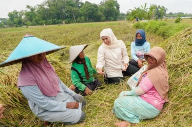 gubernur jatim khofifah indar parawansa panen raya padi