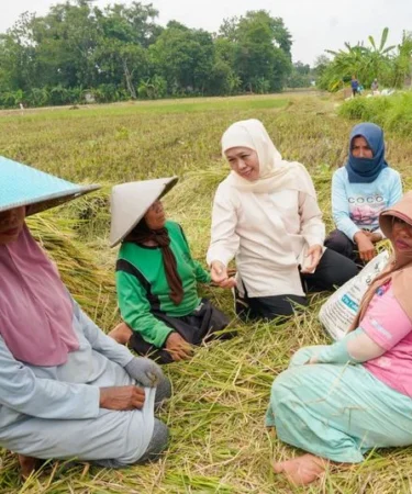 gubernur jatim khofifah indar parawansa panen raya padi