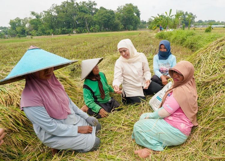 gubernur jatim khofifah indar parawansa panen raya padi