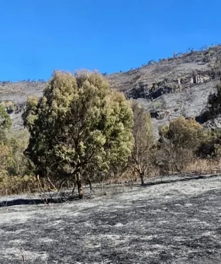 padang rumput gunung bromo terdampak kebakaran 750x536 1