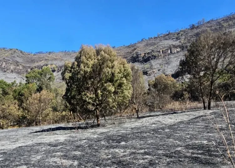 Gunung Bromo Ditutup Total akibat Kebakaran, 2.056 Wisatawan Ajukan Refund Tiket 1 padang rumput gunung bromo terdampak kebakaran 750x536 1